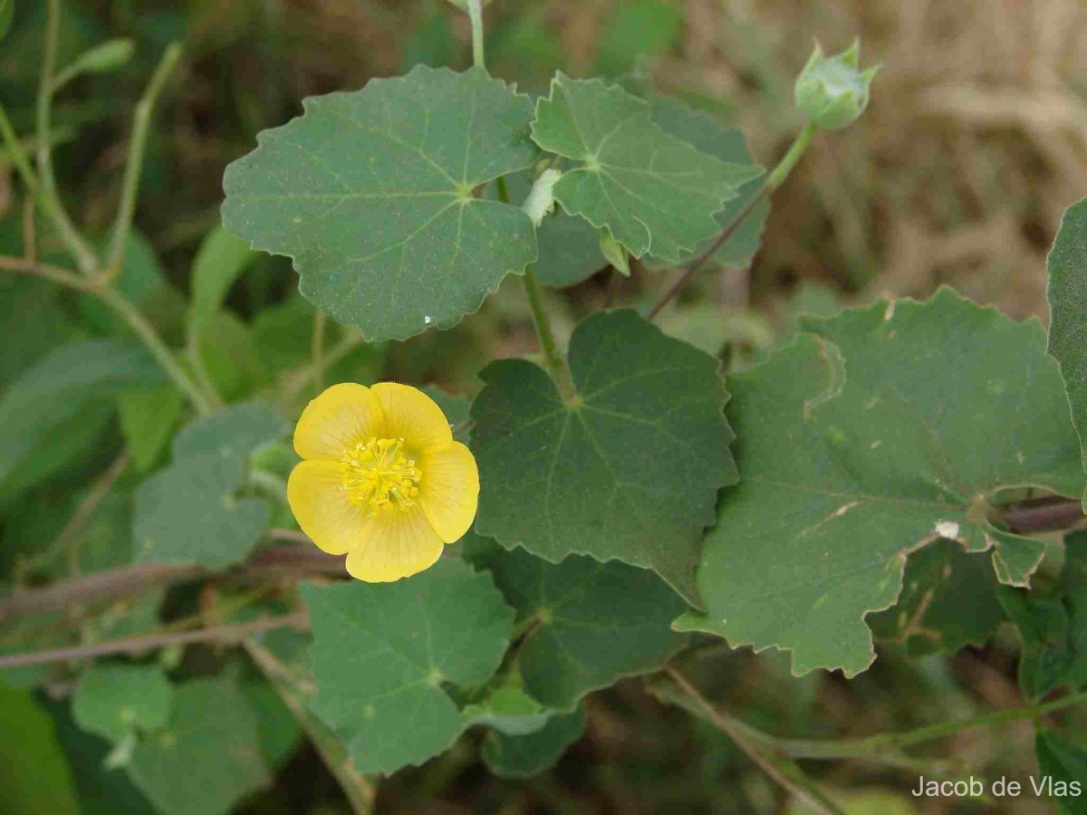 Abutilon indicum (L.) Sweet